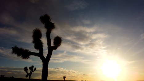 Zeitraffer-Der-Hellen-Goldenen-Sonne,-Die-Hinter-Silhouette-Joshua-Tree-Untergeht