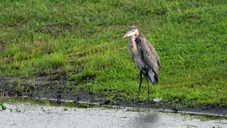 great blue heron preening and scratching