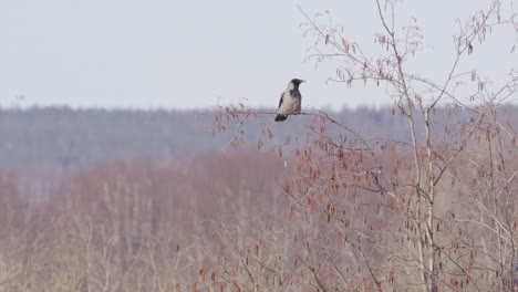 Hooded-crow-pooping-perched-on-a-branch-in-Sweden,-wide-shot