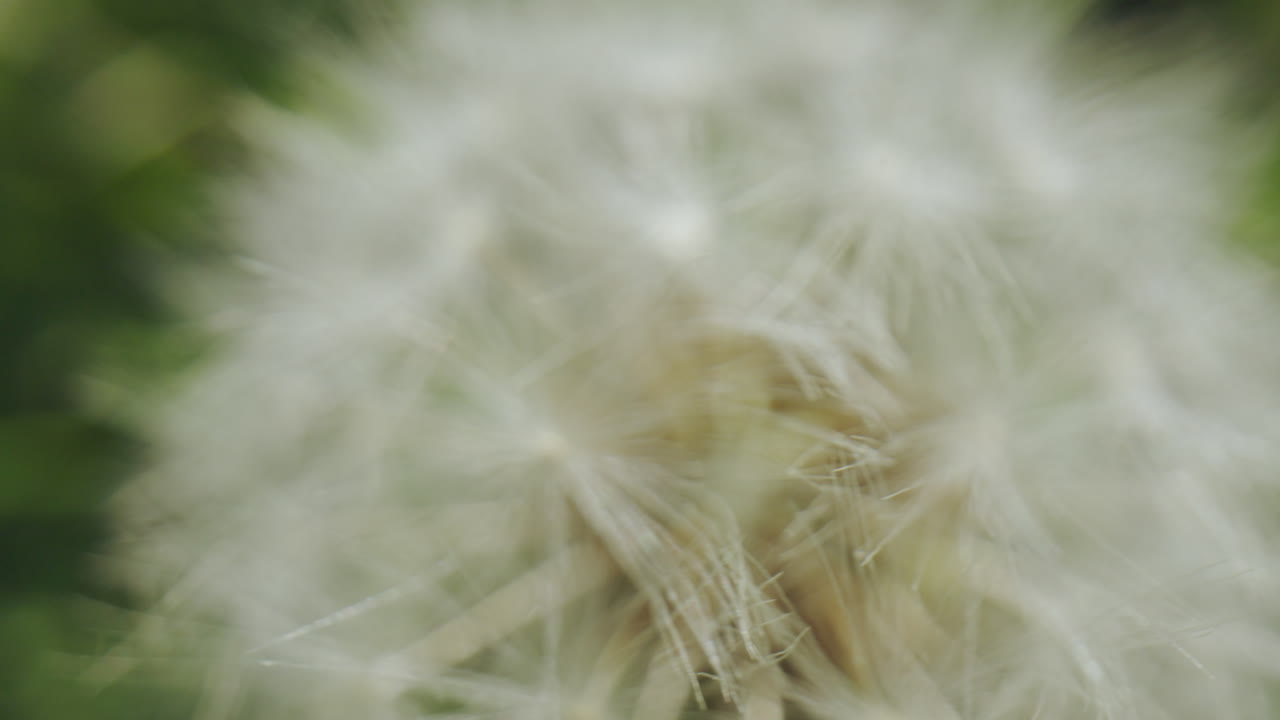 단델리온 씨 머리의 클로즈업