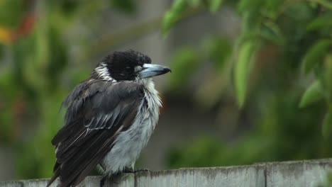 wet butcherbird close up perched on wooden fence, daytime slight wind, maffra, gippsland, victoria, australia