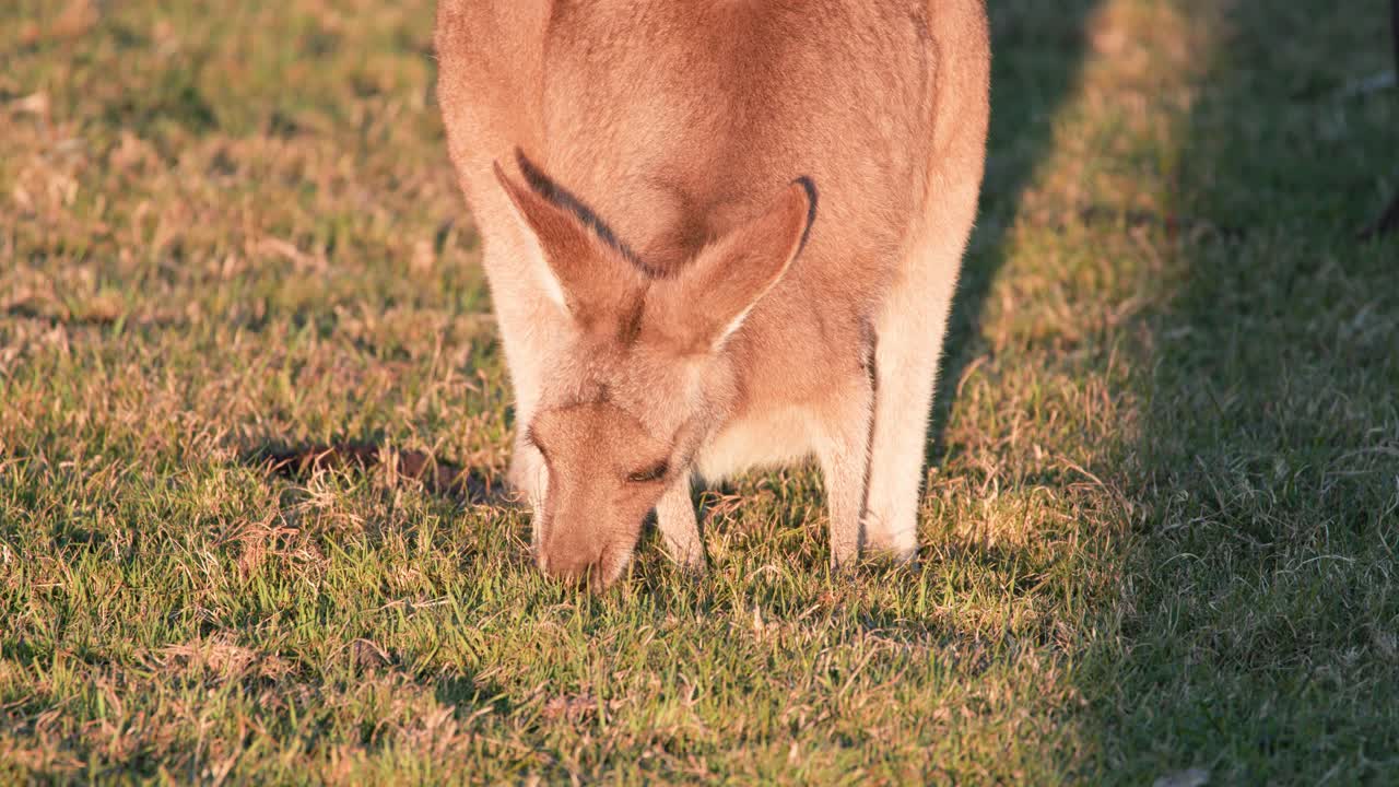 A kangaroo joey feeds on grass in a sunlit field, captured with steady camera and warm, natural sunset lighting in Gold Coast, Australia