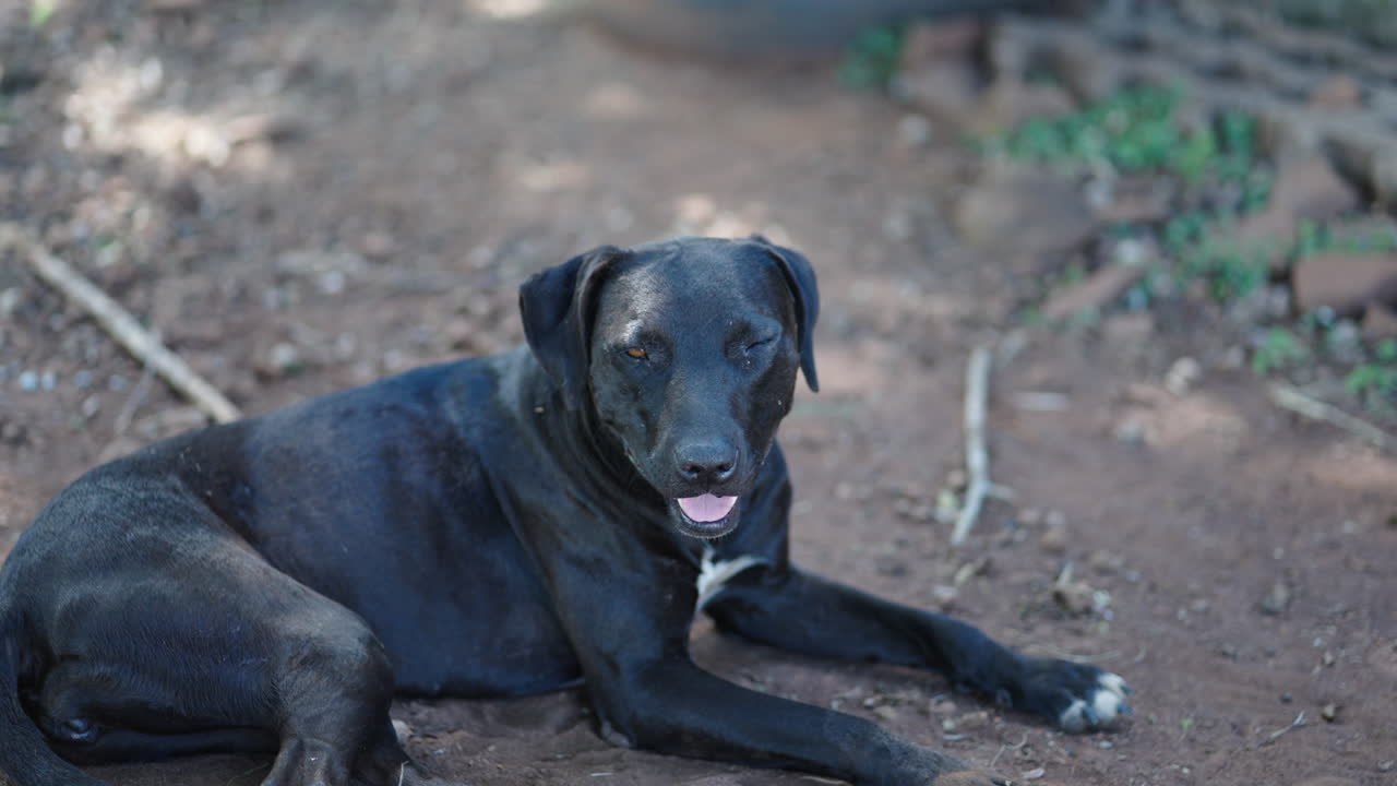 A black dog resting on the ground in a rural environment, relaxing and enjoying a peaceful moment outdoors.