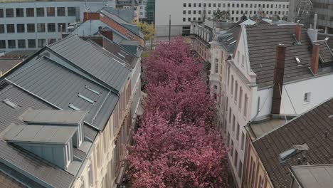 Drone---Aerial-drone-shot-of-the-Kirschbluete-Cherry-Blossom-in-the-city-in-the-Heerstraße-Heerstreet-Breitestraße-Bonn-Tourism-30p