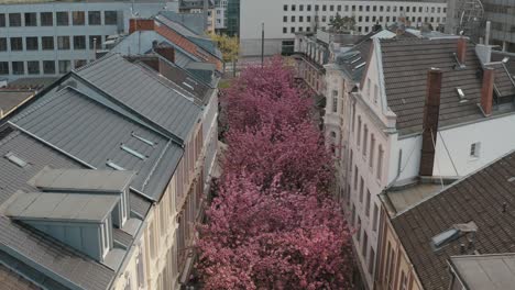 drone - aerial drone shot of the kirschbluete cherry blossom in the city in the heerstraße heerstreet breitestraße bonn tourism 30p