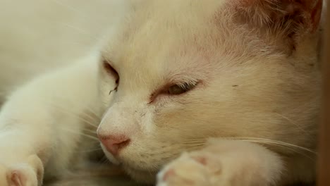 a serene white cat rests peacefully, captured in soft lighting, conveying tranquility and calmness