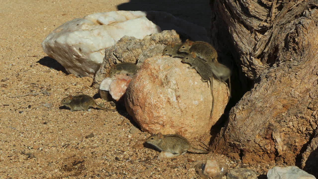 Four-striped grass mice in front of their burrow, located in a camelthorn tree in Namibia. Some mice are sitting on a rock, others are scurrying through the sand. There are at least eight rodents.