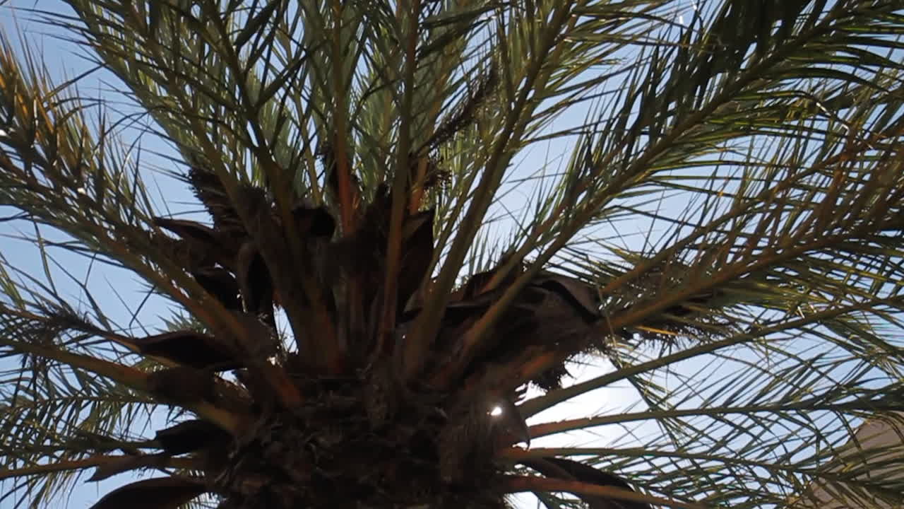 Palm tree with bright sunlight