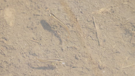 View-Of-Two-Japanese-Rice-Fish-In-The-Clear-Water-Of-Saitama,-Japan---static,-low-angle-shot