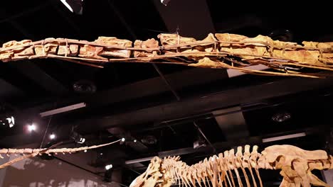 dinosaur skeleton displayed at melbourne museum