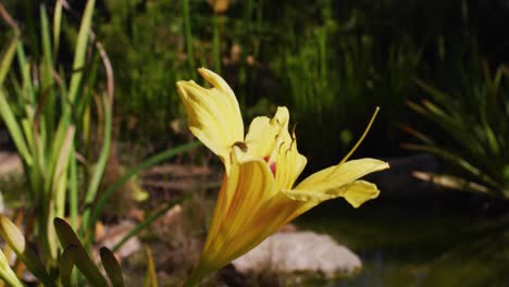 Bee-hovering-around-yellow-flower-in-sunny-garden-and-flying-away