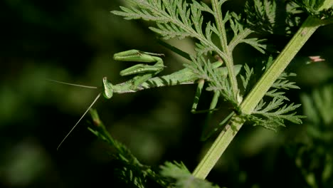 primer plano de una mantis religiosa encaramada en la vegetación, esperando una presa