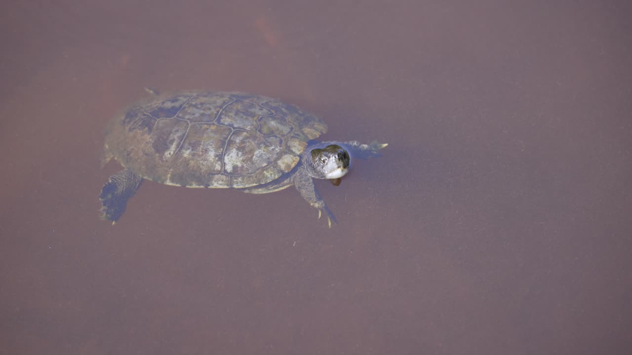 Mud Turtle in water with head above surface in a murky pond in Florida