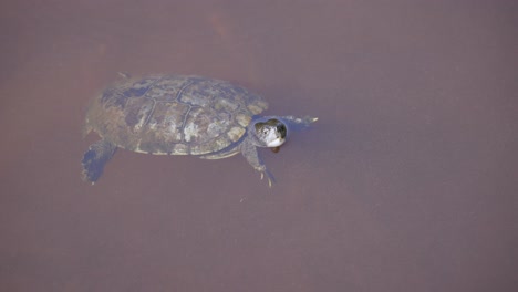 Tortuga-De-Barro-En-Agua-Con-La-Cabeza-Por-Encima-De-La-Superficie-En-Un-Estanque-Turbio-En-Florida