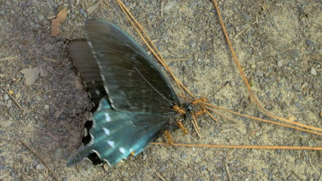 foto macro de hormigas trabajando juntas mientras se arrastran afanosamente sobre una mariposa muerta y quitan piezas para llevarlas de regreso a la colonia