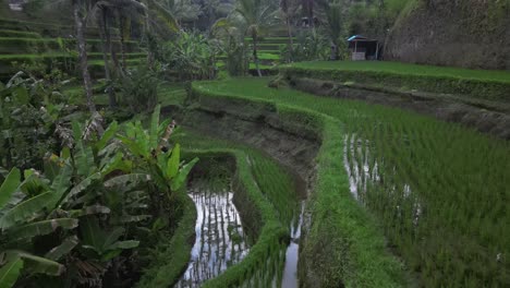 flyover: sky reflects in flooded deep green rice terrace fields, bali