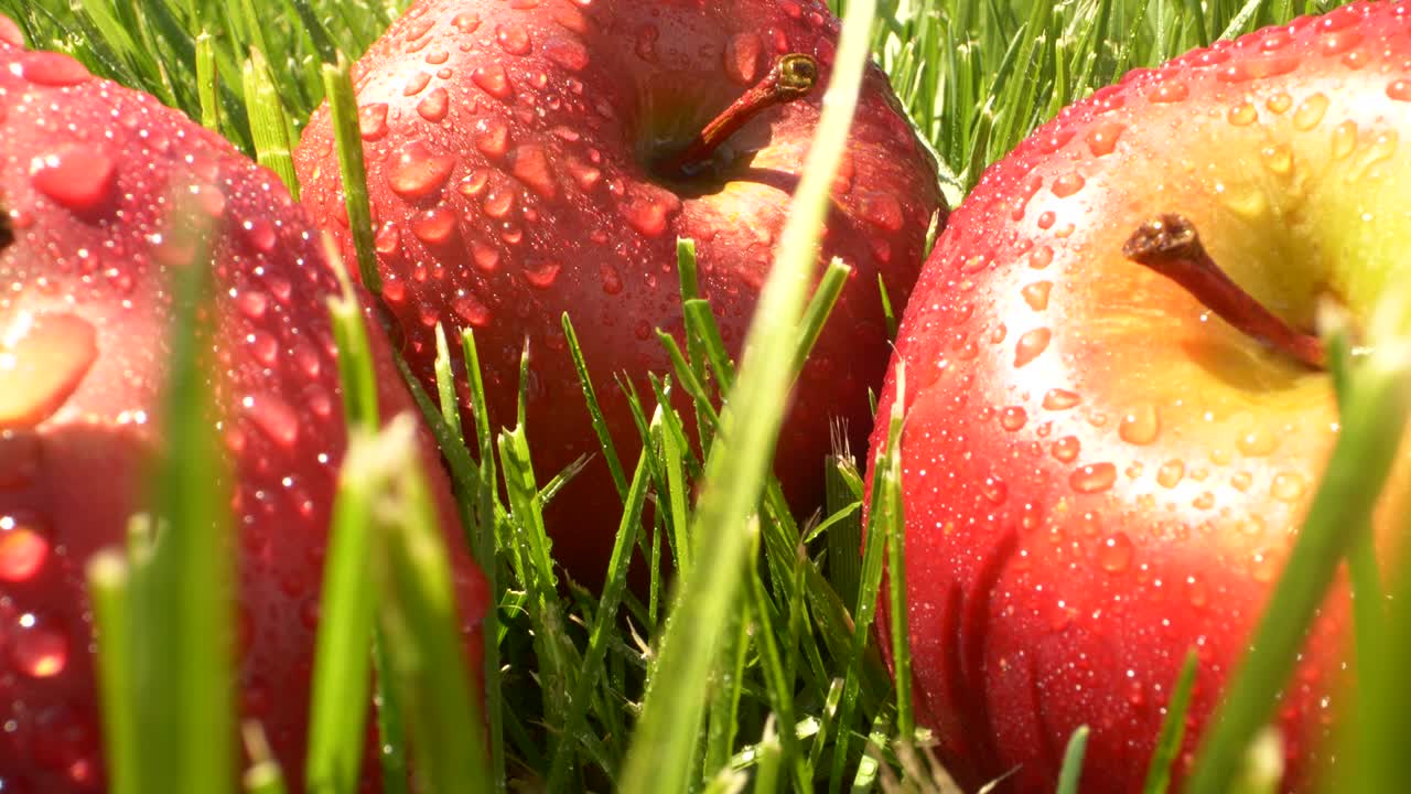 빛으로 초록색 풀에 물방울이 떨어지는 아름다운 은 사과 과일