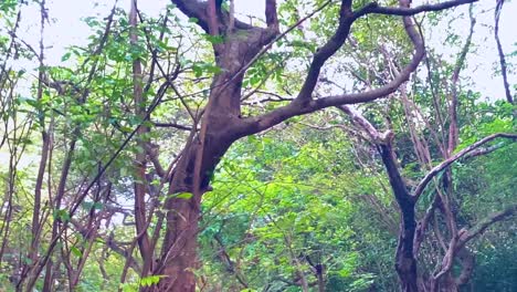 Trees in the wild Amazon jungle