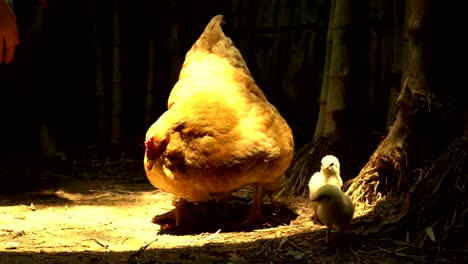 free run hen with little chicken eating in farm