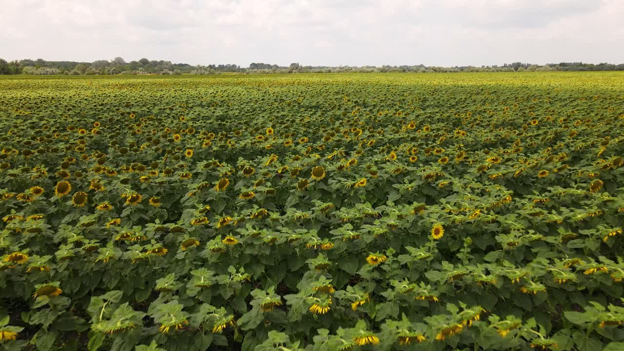 girasoles agachados después de un día lluvioso