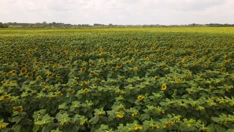 Sunflowers-bending-over-after-a-rainy-day