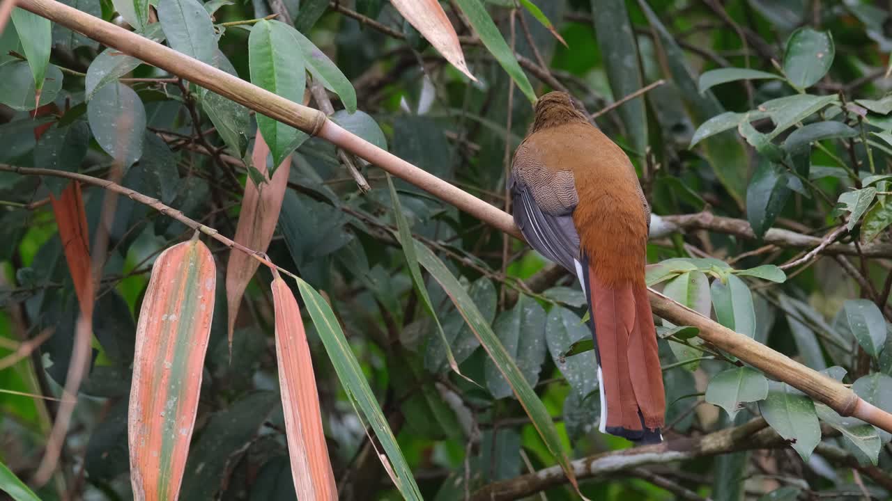 mirando hacia el bosque luego gira la cabeza hacia la derecha como se ve desde su espalda, trogon harpactes erythrocephalus de cabeza roja, hembra, tailandia
