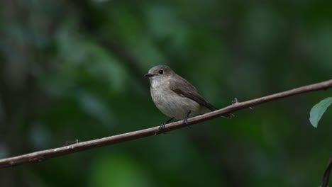 a taiga or red-throated flycatcher seen perched on a vine looking around and wagging its tail quickly and then flies away, ficedula albicilla, chonburi, thailand