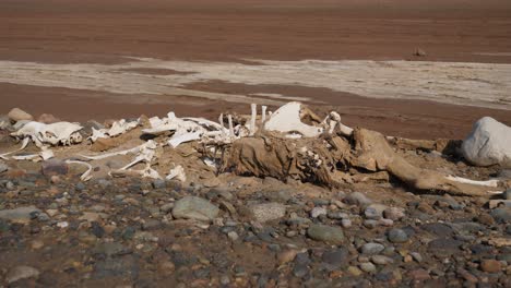 skeleton of an animal lying in the danakil desert