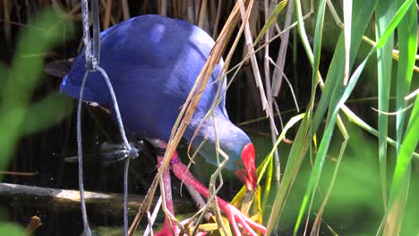 a purple swamp hen forages for food in a wetlands area