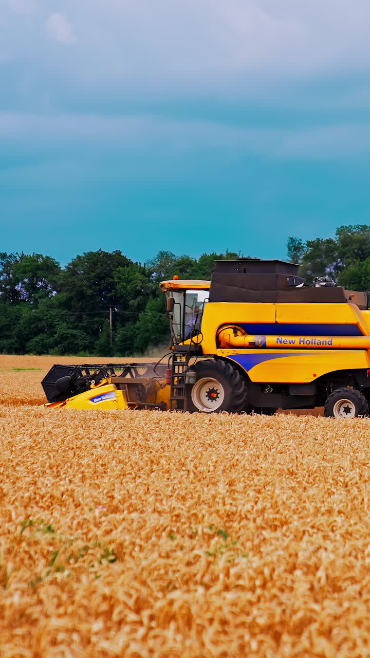 Combine harvesting gold agricultural wheat. Summer golden wheat harvesting in the field