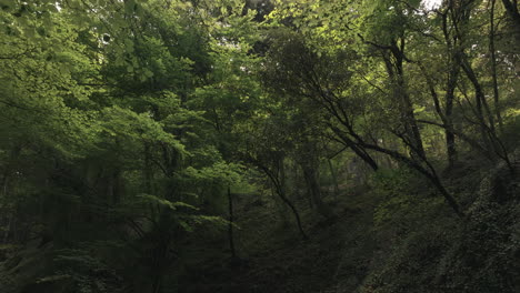 deep dark forest valley with dense foliage in catalonia, spain