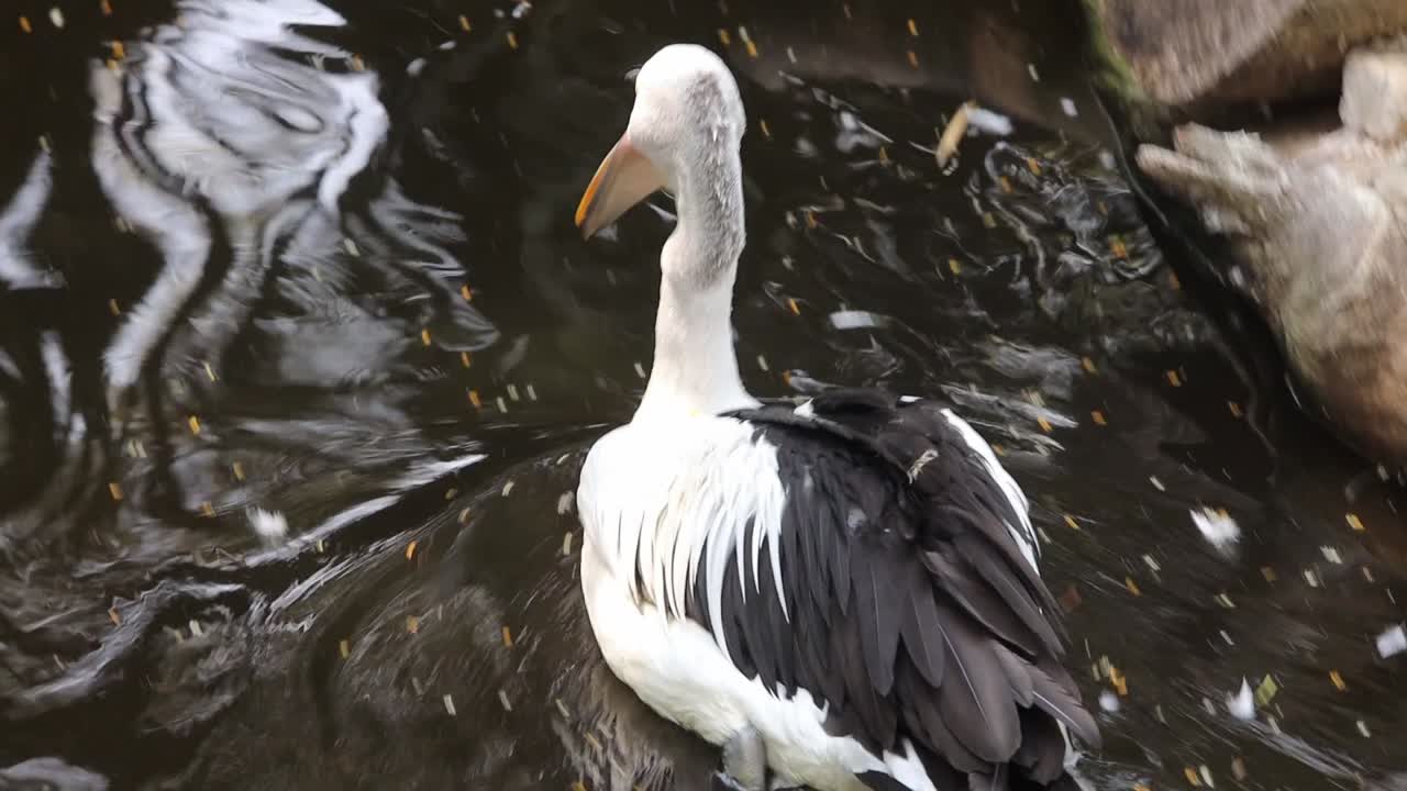 Pelican Swimming Gracefully in Dark Pond with Natural Green Surroundings