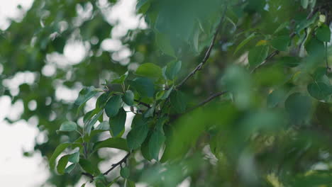 Tree-twigs-with-juicy-foliage-in-spring-forestry-wild-nature