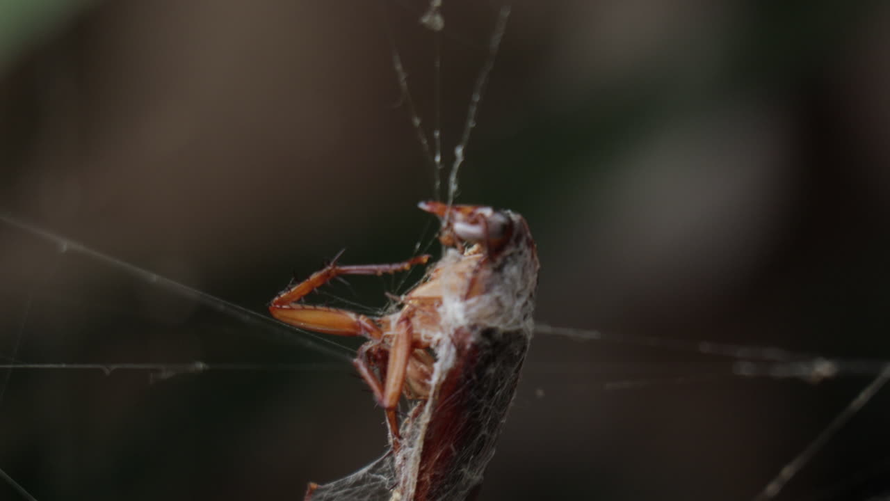 un primer plano macro de una cucaracha muerta atrapada en una red que se sacude por el viento.
