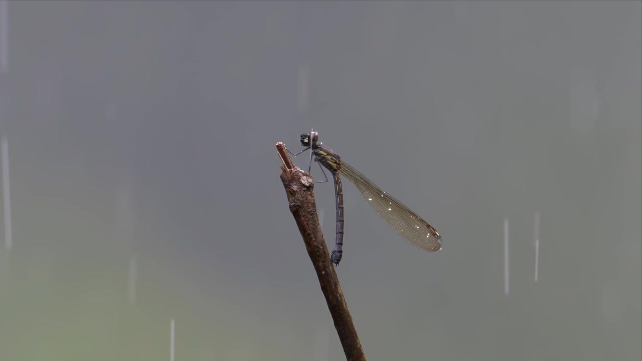 Una delicata damigella si aggrappa a un ramoscello mentre una pioggia leggera cade su uno sfondo morbido e nebbioso