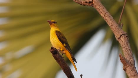 indian golden oriole in tree