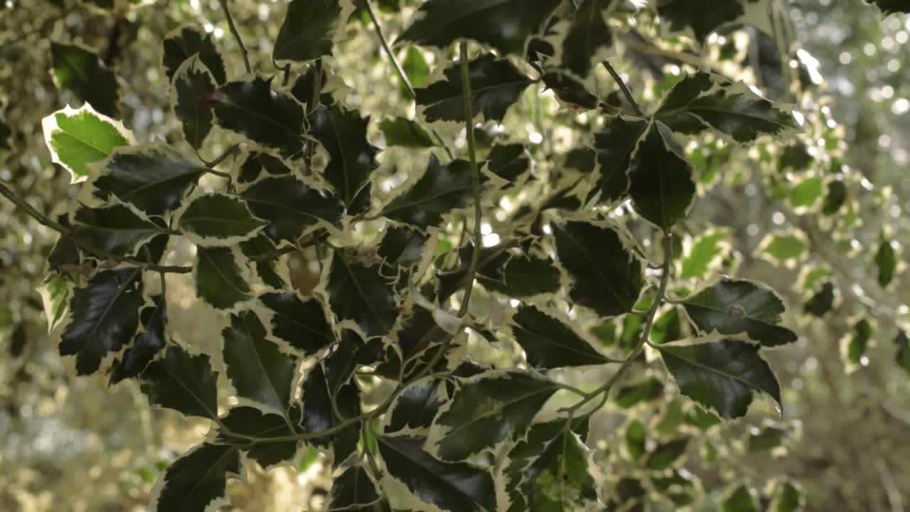 Dark green holly overhanging in woodland zoom in close up shot