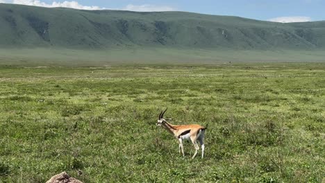 Thomson's gazelle in Ngorongoro Crater. Tanzania.