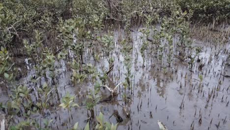 dolly-in-the-wetland-closeup