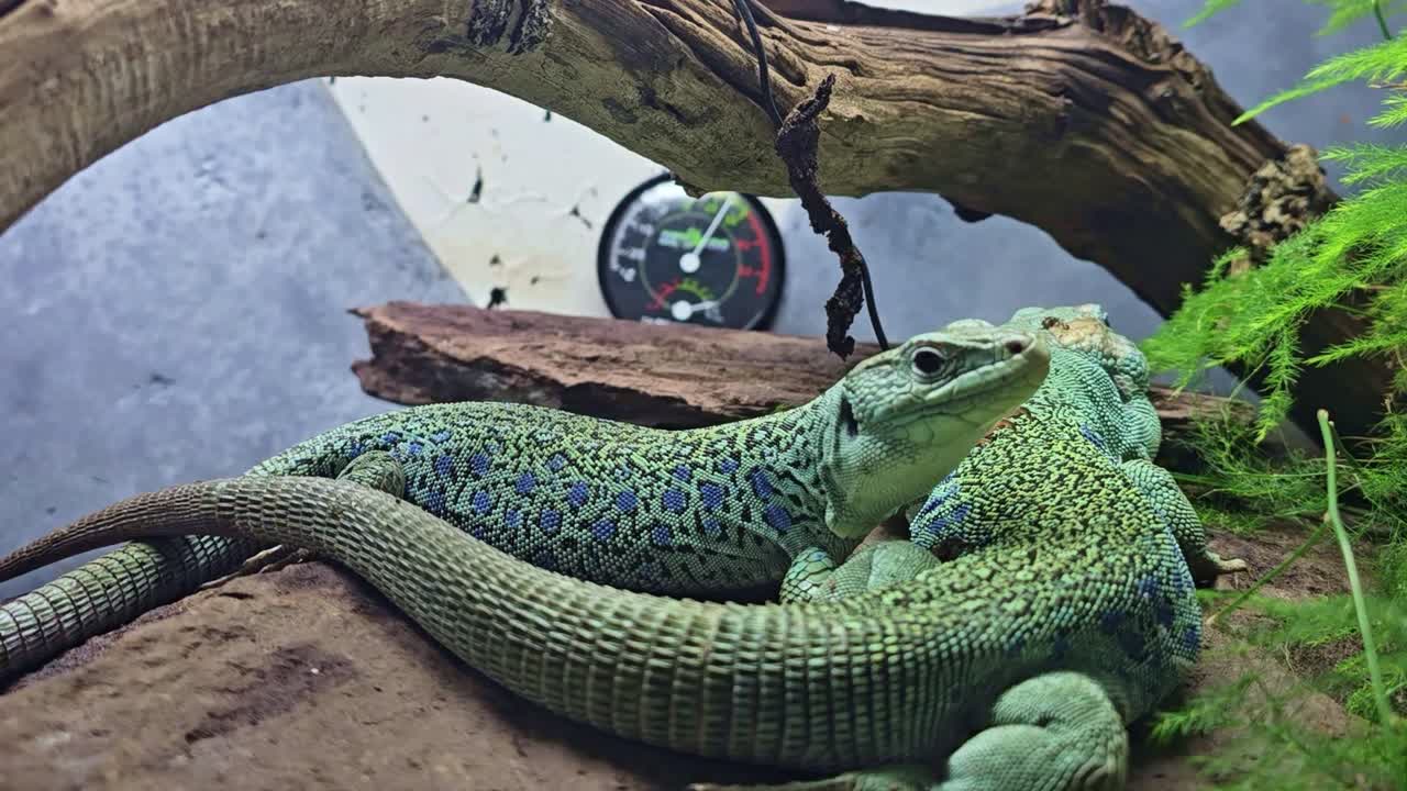 Nahaufnahme einer Eidechse, die langsam in einem Terrarium atmet, mit subtiler Bewegung.