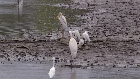 group of storks and egrets along the shallow muddy riverbank - close up shot