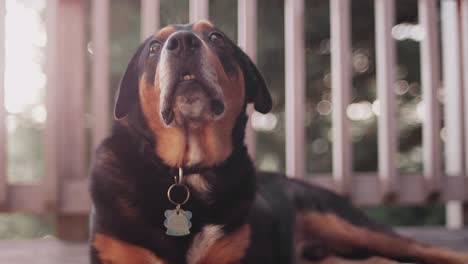 a dog lays on a porch and looks up and smiles