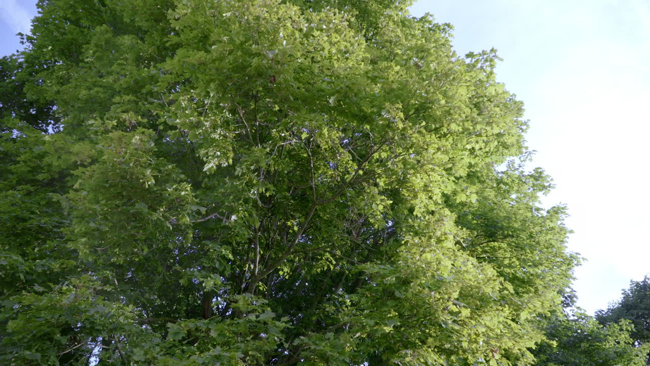 Vast branchy tree of maple. View around tree. Large maple branches with green leaves