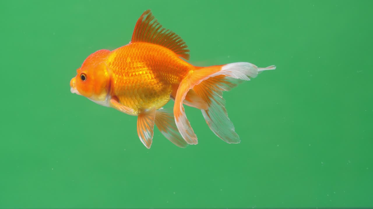 Gold Fish On Green Screen Background