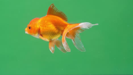 gold fish on green screen background