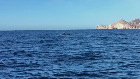 Humpback-whale-coming-out-of-the-water-to-breathe-and-show-its-tail