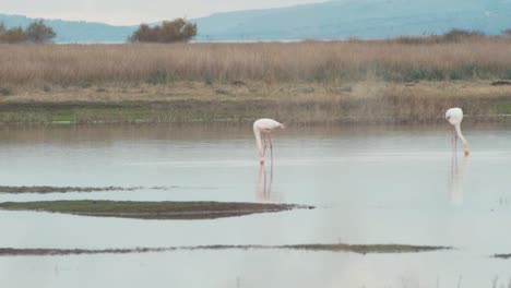 Flamencos-Alimentándose-En-Un-Estanque-Pantanoso-Junto-Al-Mar