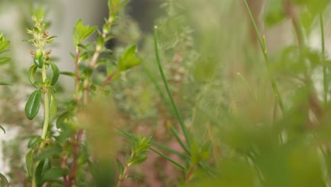 macro shot of different kind of herbs, camera slides to the back and shows new herbs out of the blur