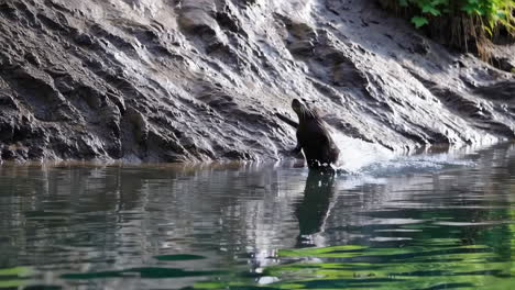 Otter on a Rocky Riverbank