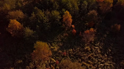 La-Cámara-Vuela-Lentamente-Sobre-Un-Bosque-Otoñal,-Revelando-Majestuosos-Molinetes-Sobre-Las-Copas-De-Los-árboles,-Filmado-En-4k